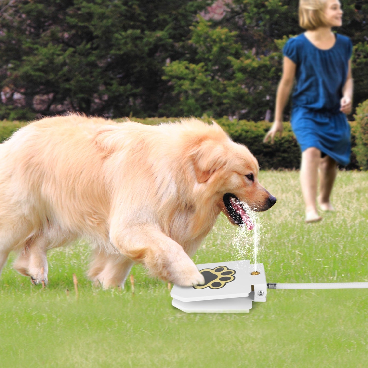 Fontaine à eau à pédale pour chiens de luxe